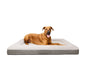 "Ortho" Orthopedic Dog Bed